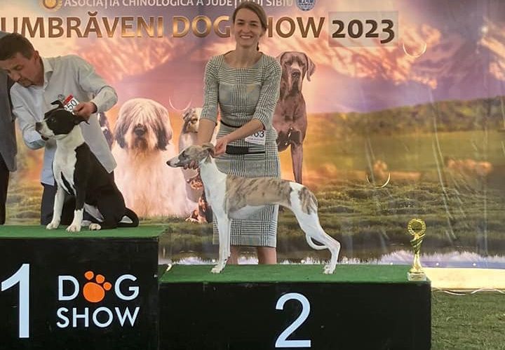 Výstava psů