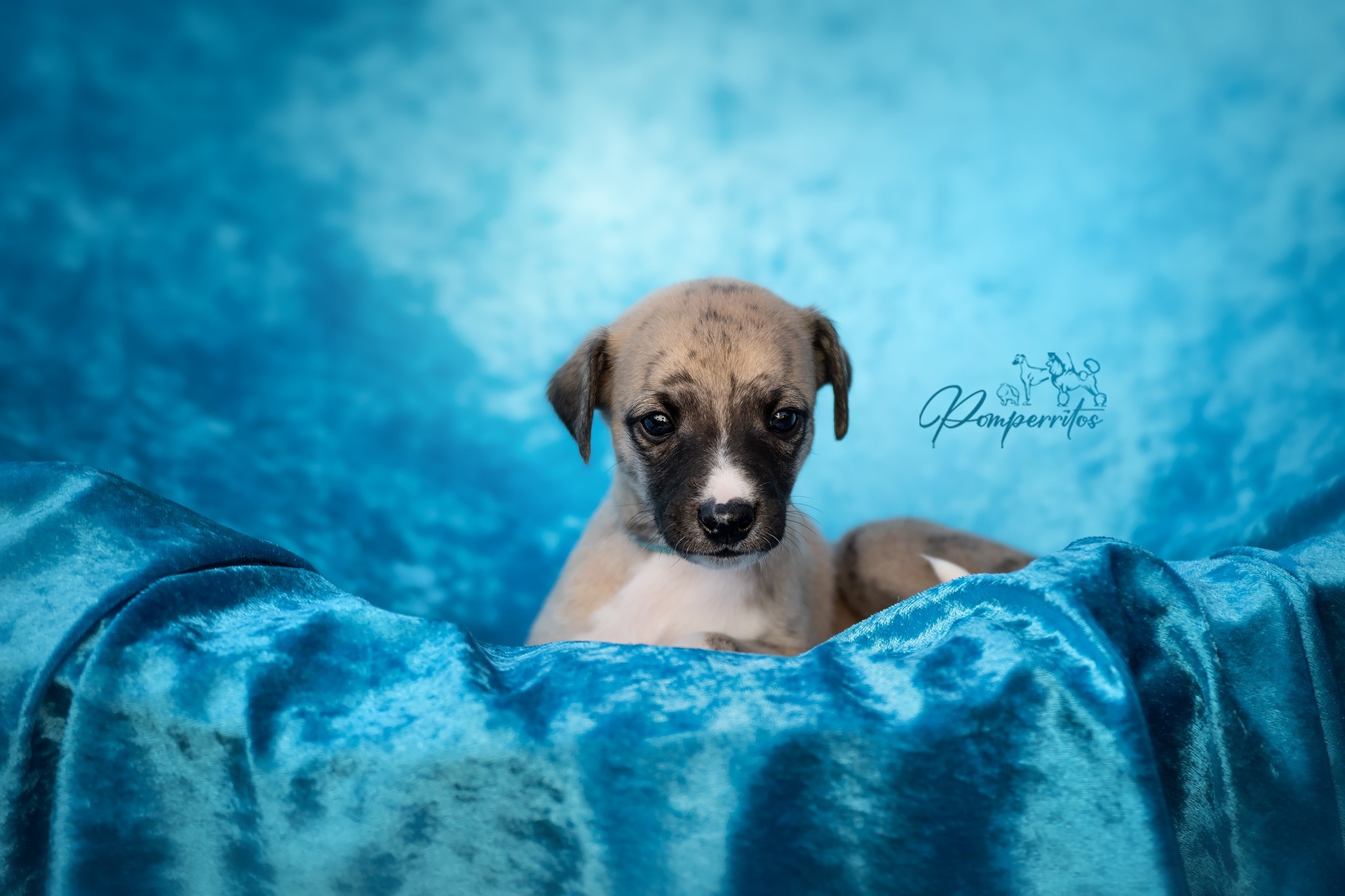 Bukayo Saka Pomperritos