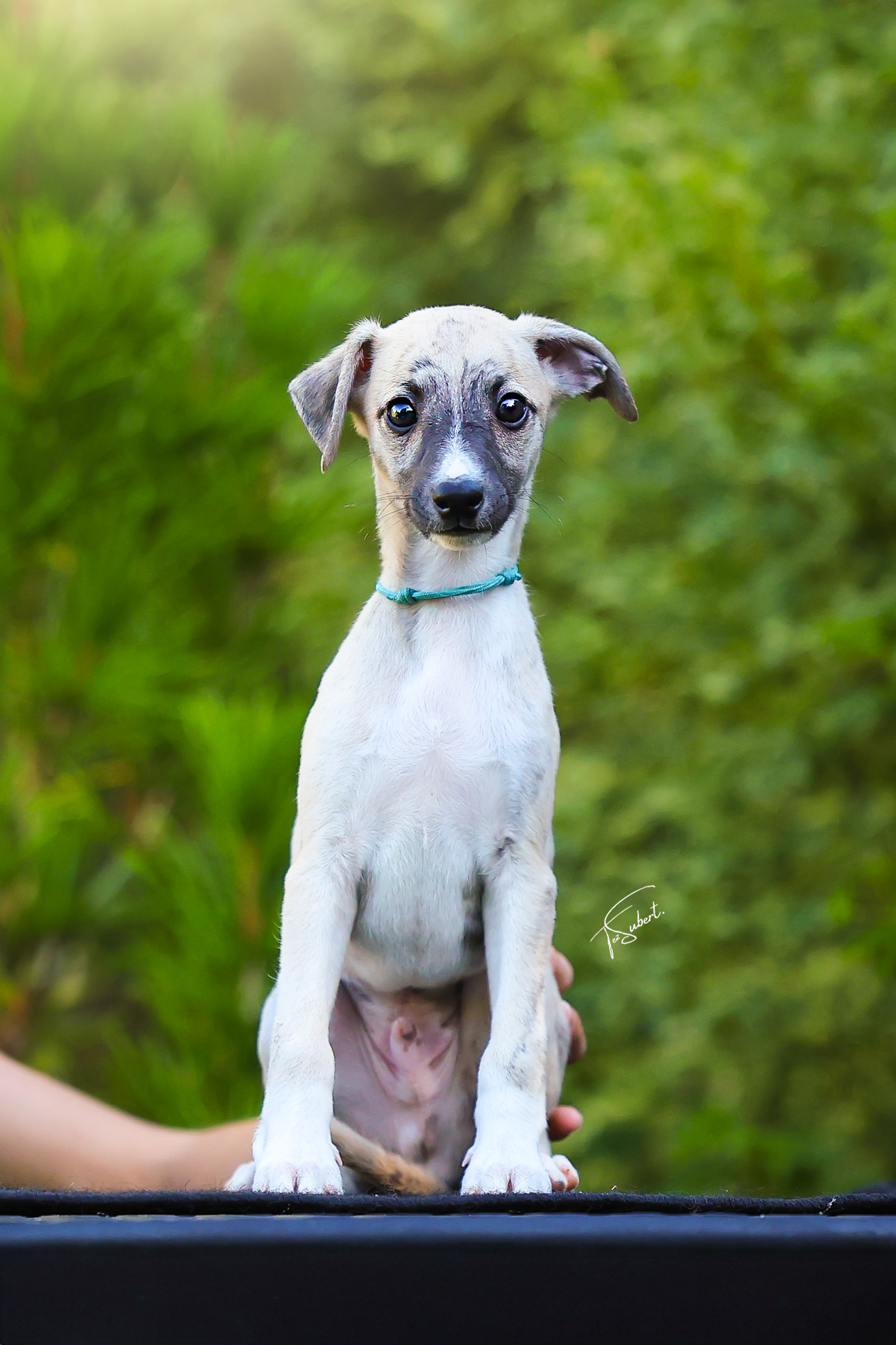 Bukayo Saka Pomperritos