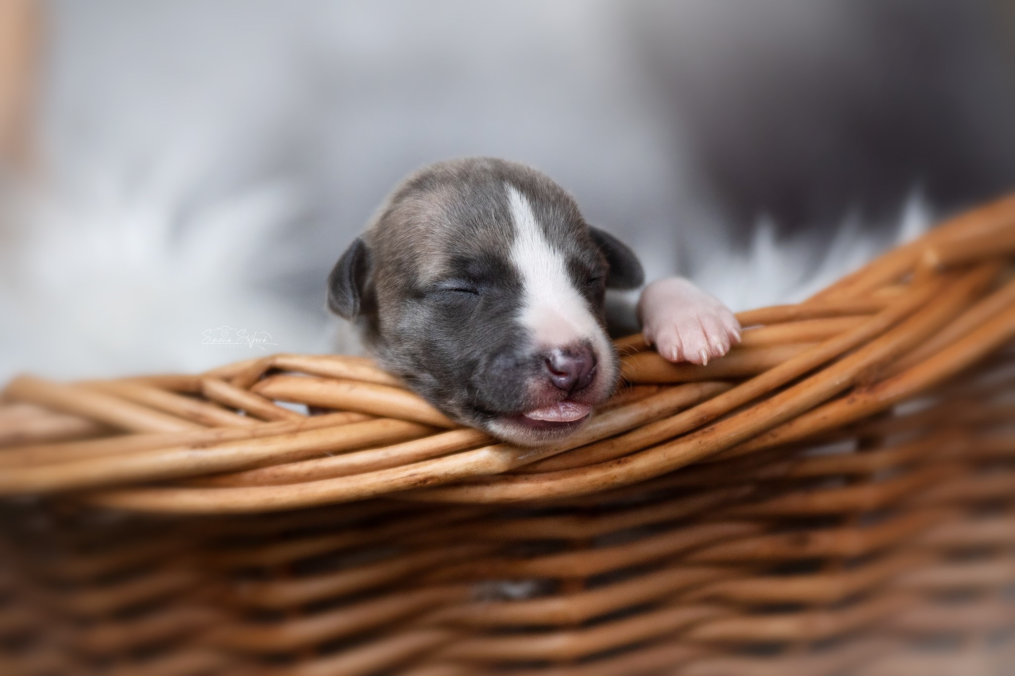 Carry On Pomperritos
