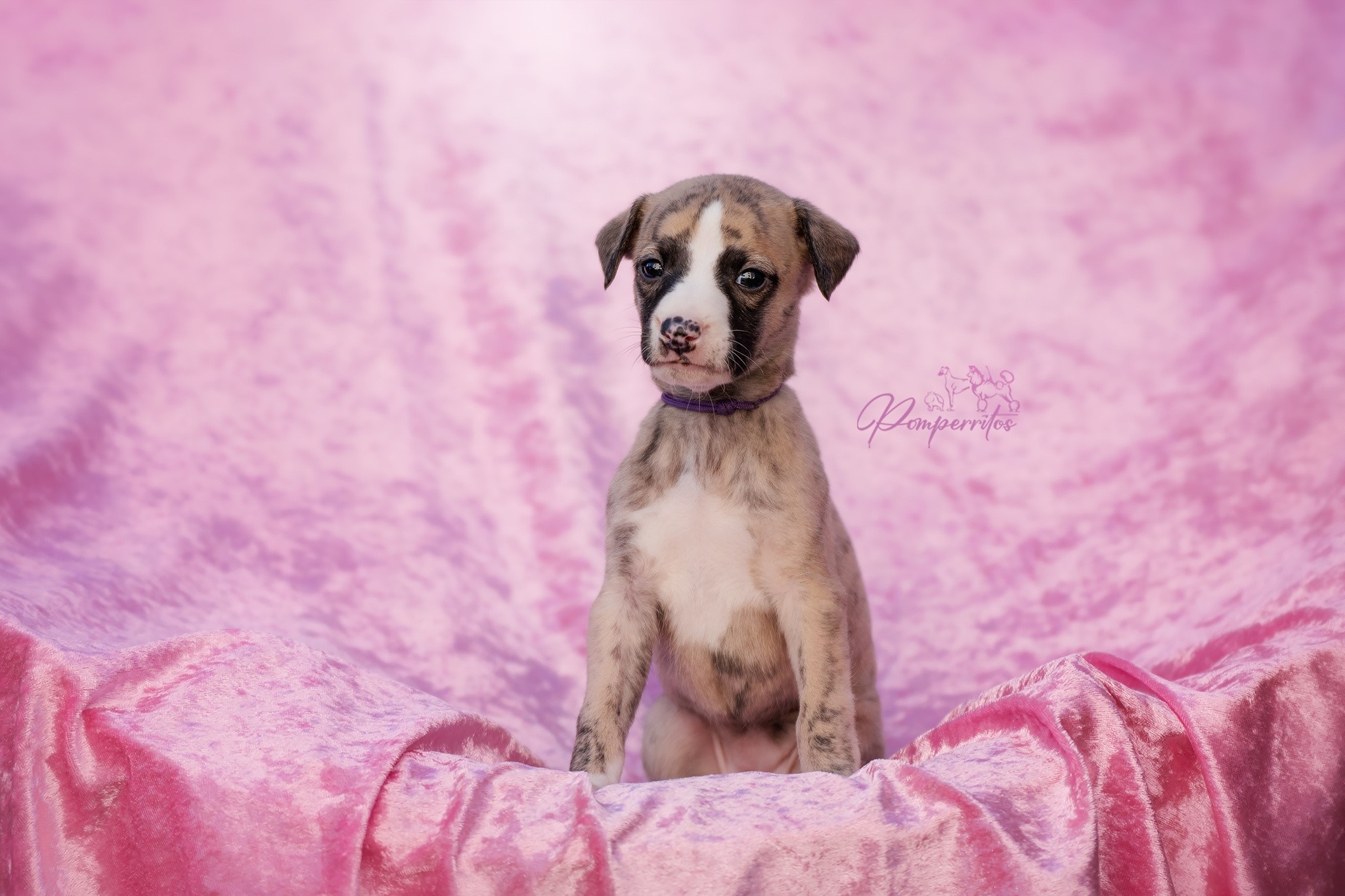 Be My Love Pomperritos