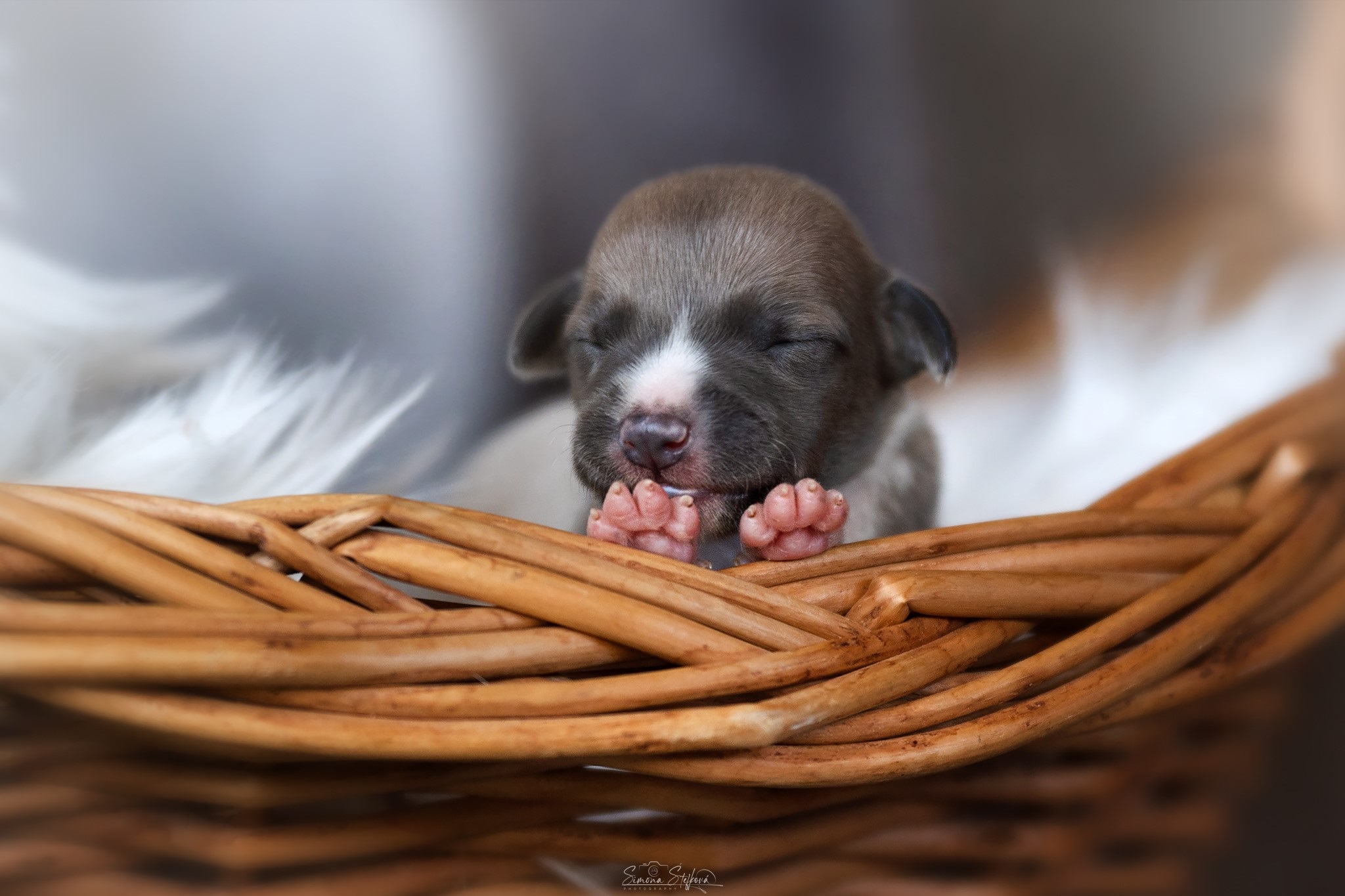 C'Yara Pomperritos