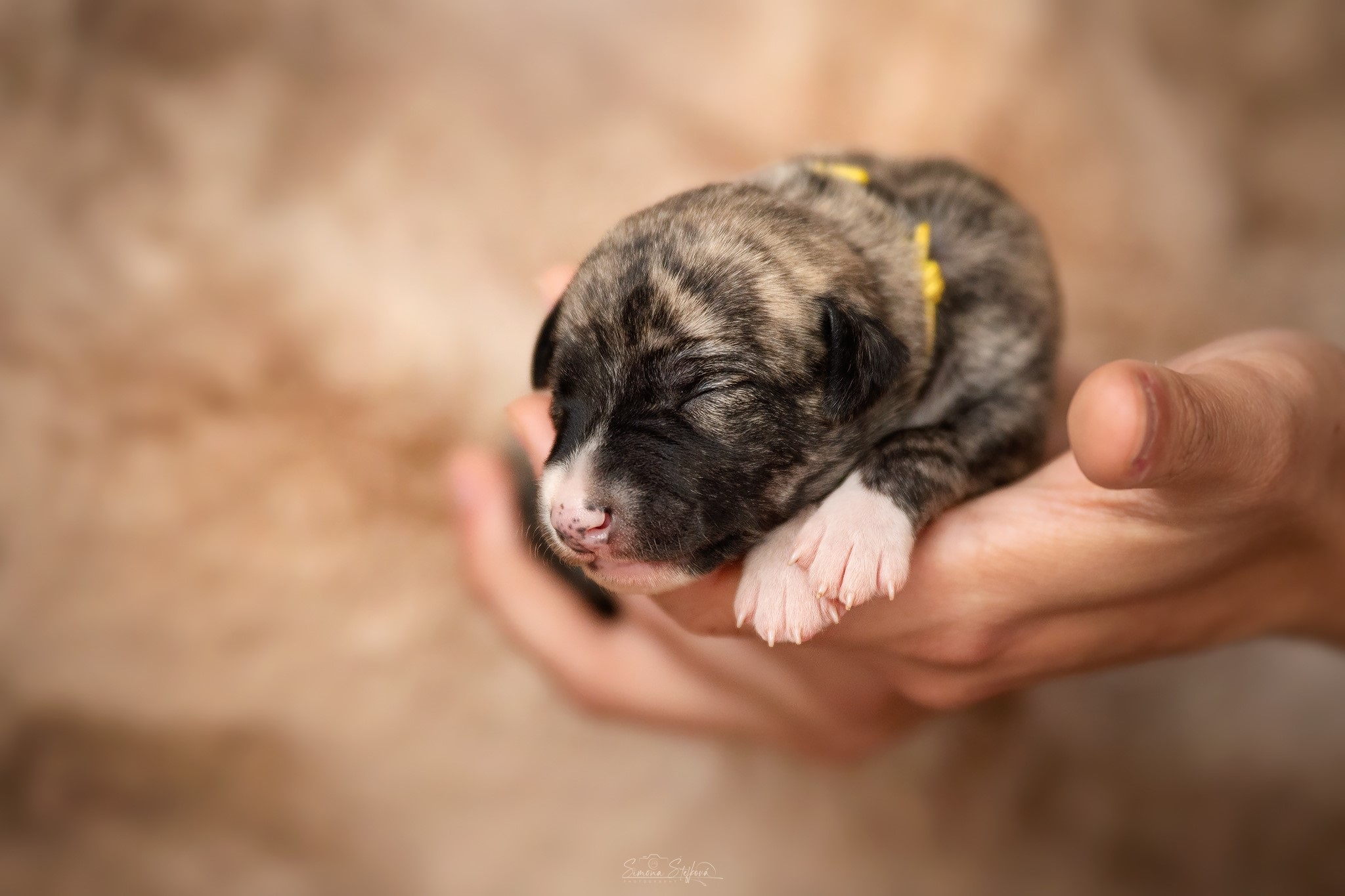 Balerina Cappuccina Pomperritos