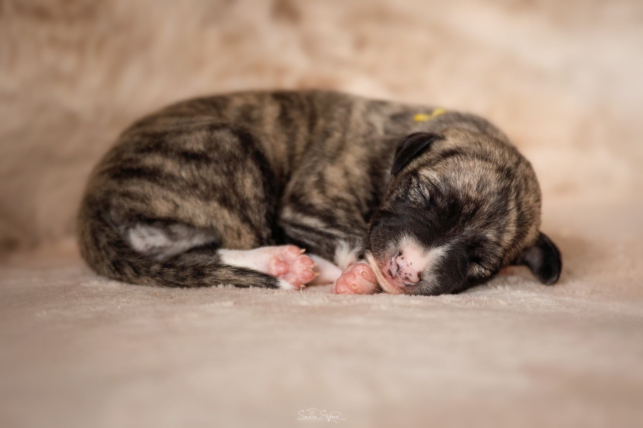 Balerina Cappuccina Pomperritos