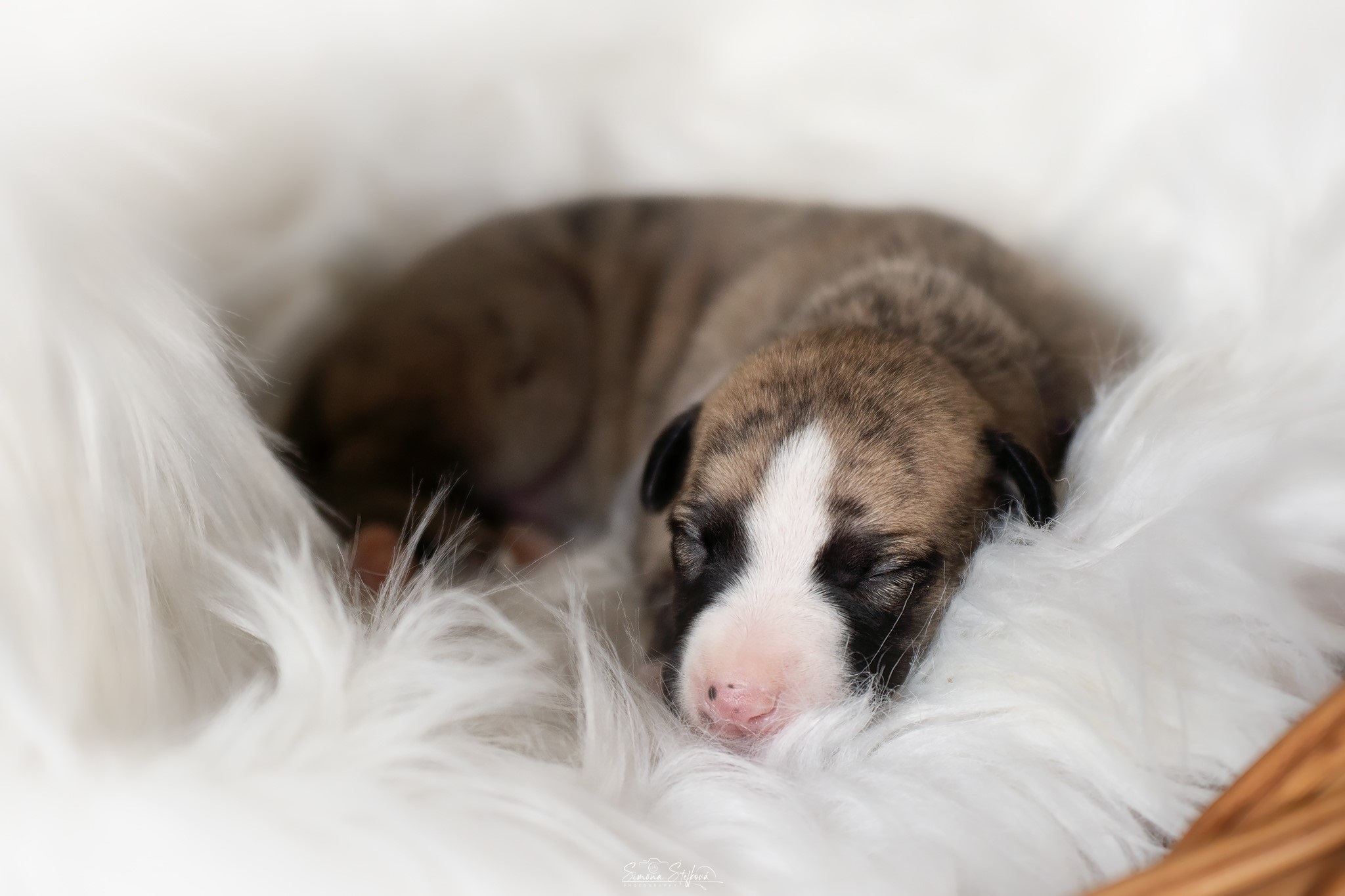 Be My Love Pomperritos