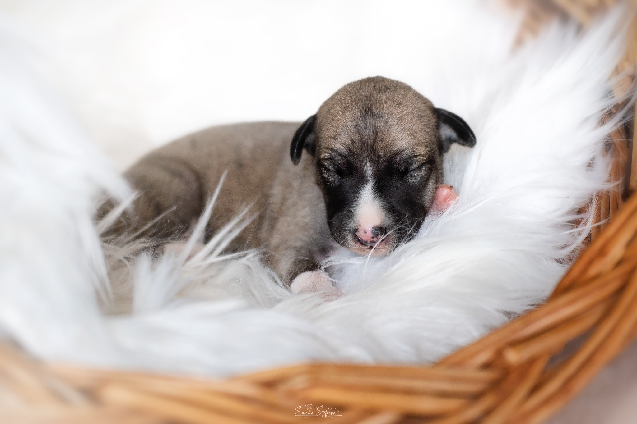 Bukayo Saka Pomperritos
