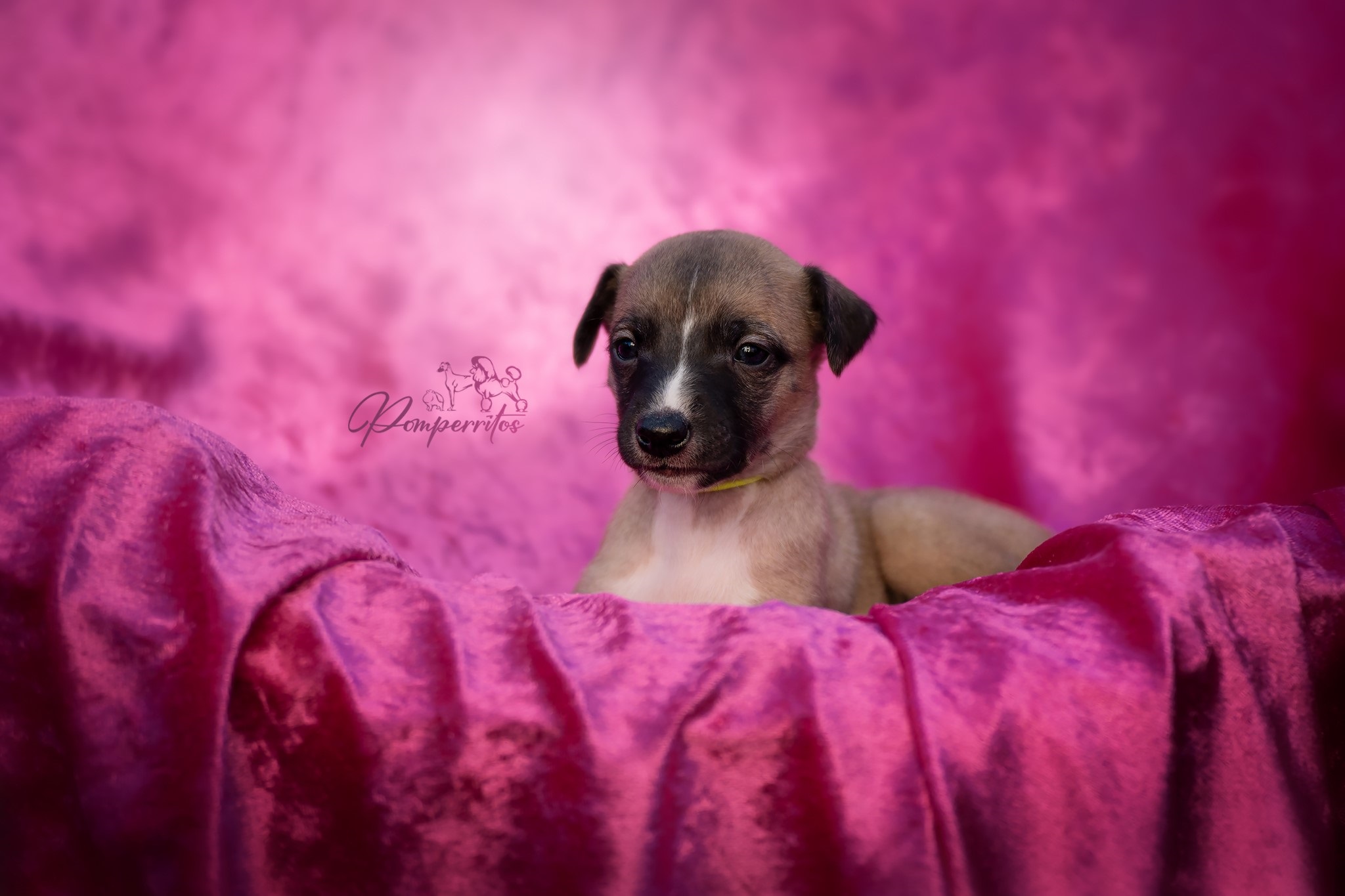 Crystal Noire Pomperritos