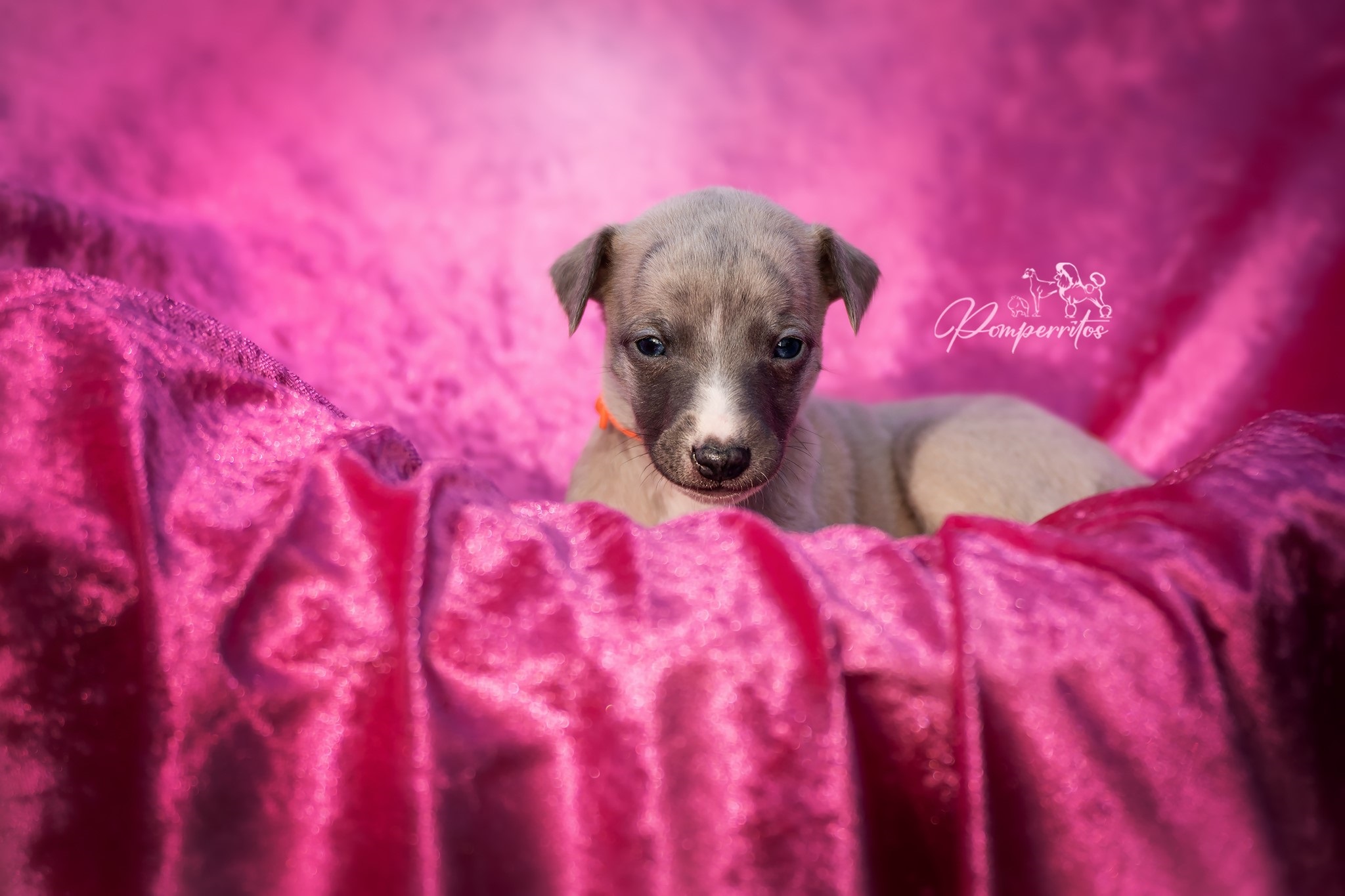 Carry On Pomperritos