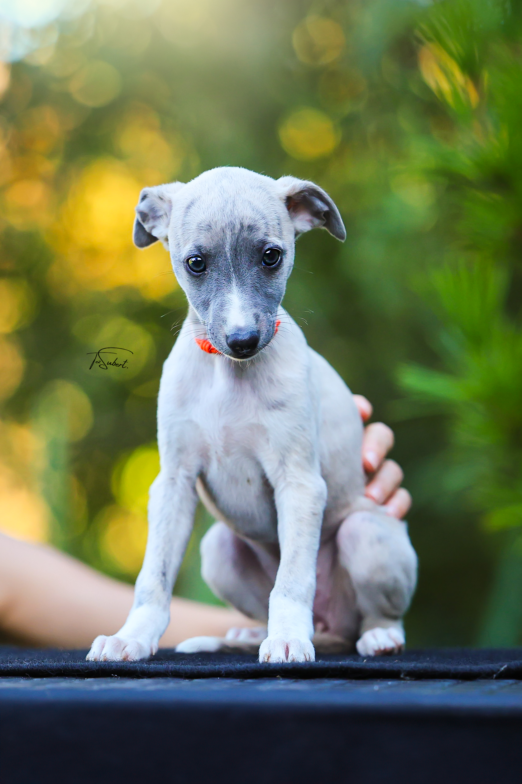 Carry On Pomperritos