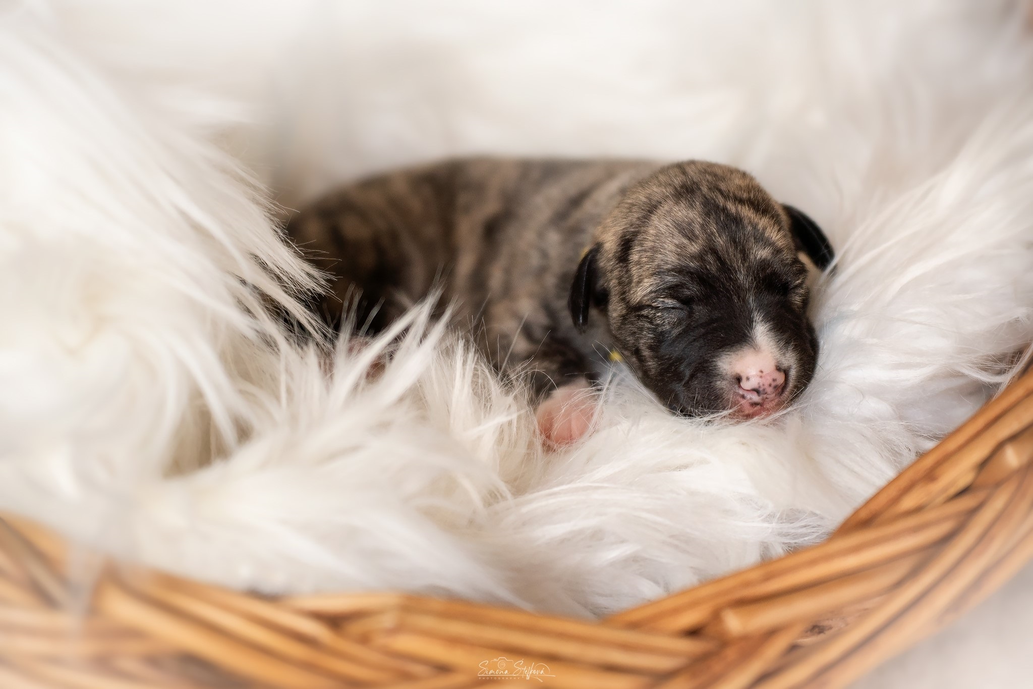 Balerina Cappuccina Pomperritos