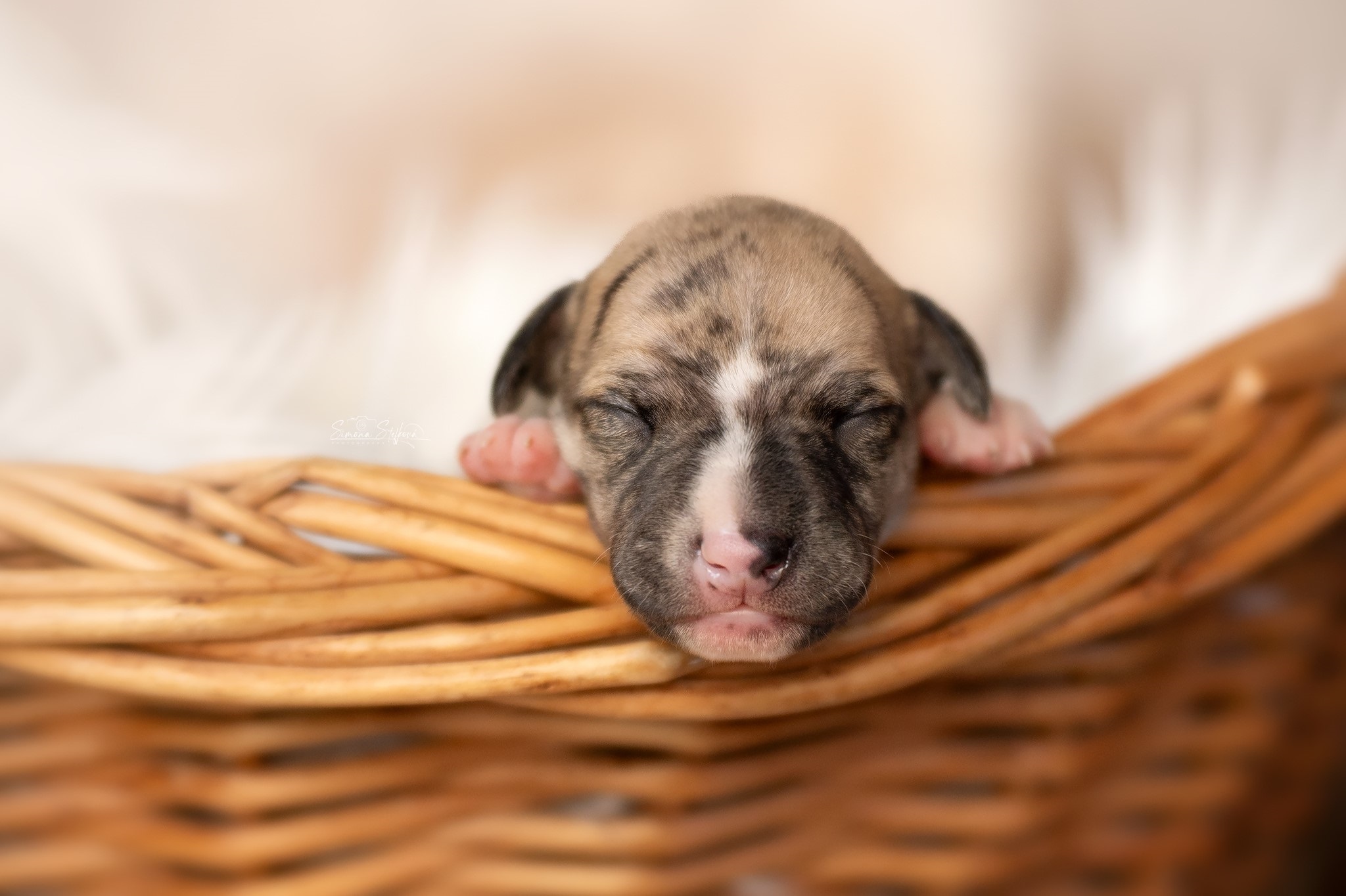 Benny Blanco Pomperritos