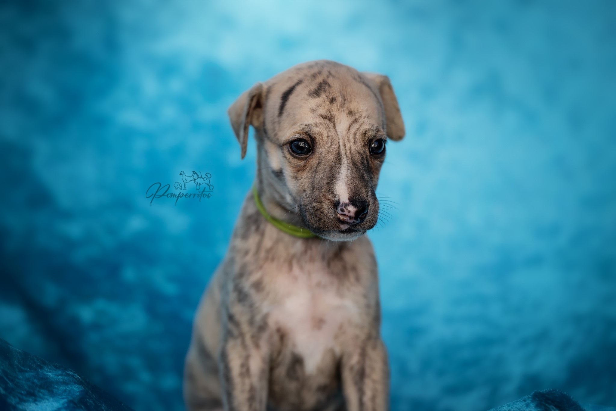 Benny Blanco Pomperritos
