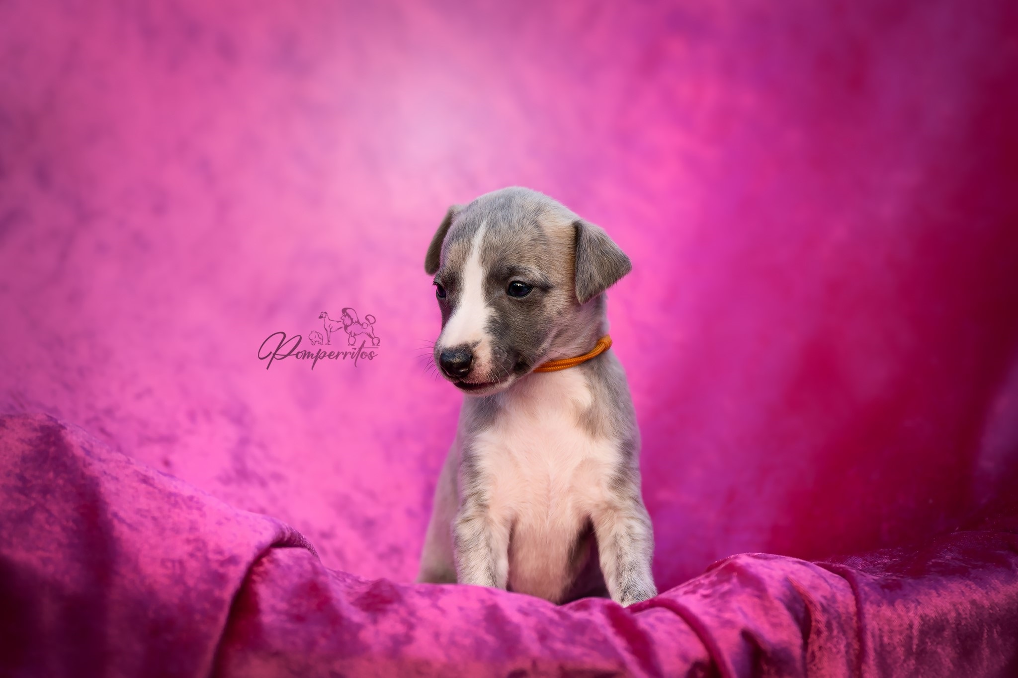 Claire Pomperritos