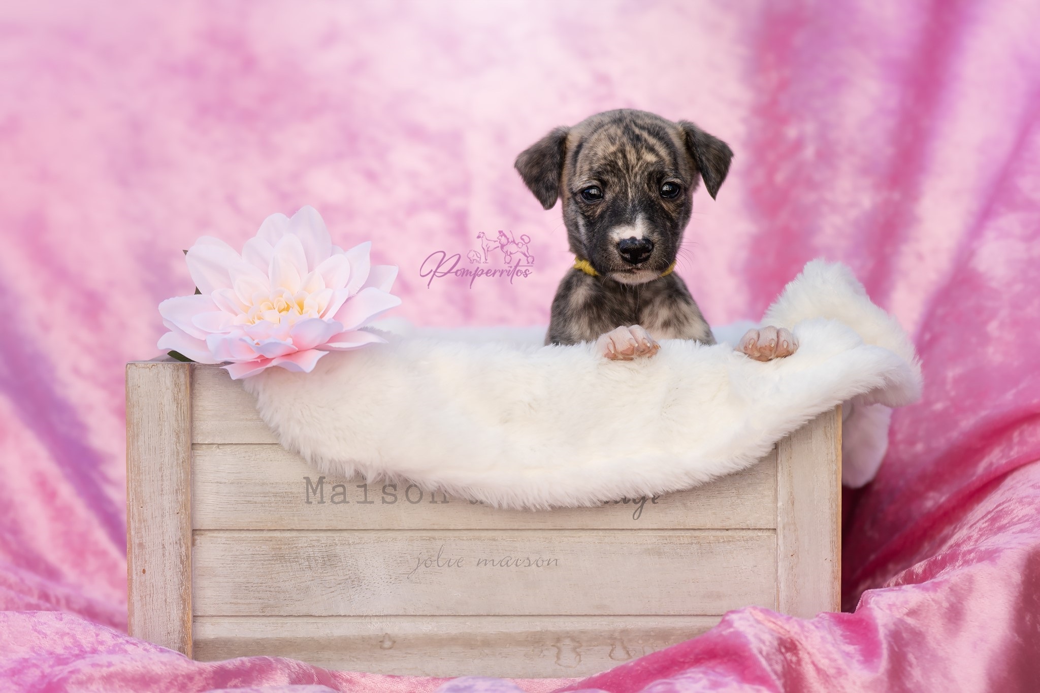 Balerina Cappuccina Pomperritos