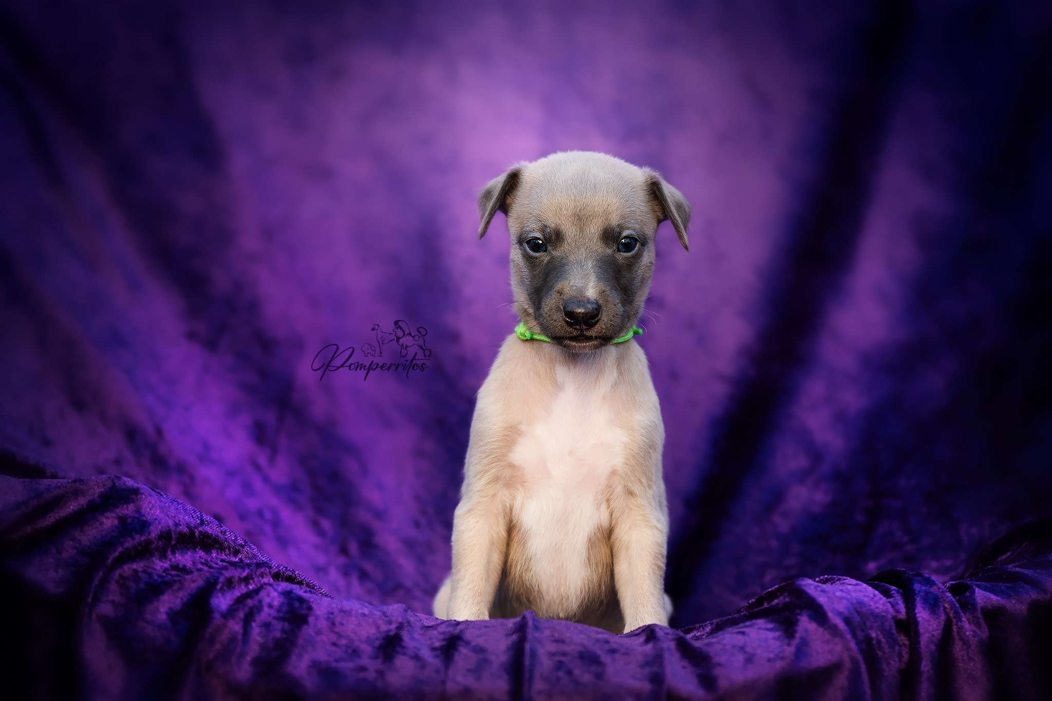 Candy Man Pomperritos