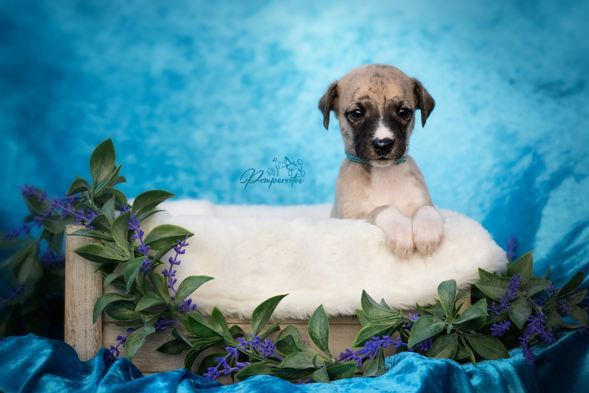 Bukayo Saka Pomperritos