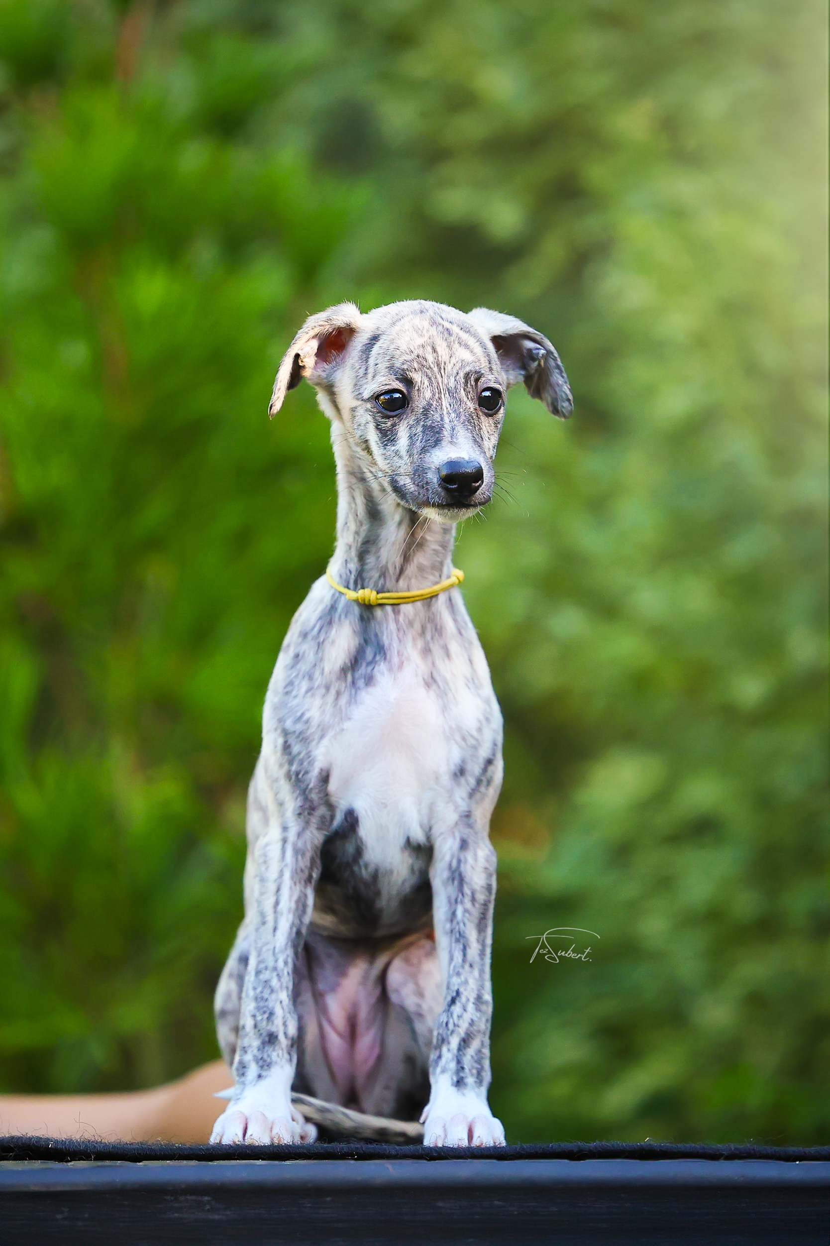 Balerina Cappuccina Pomperritos