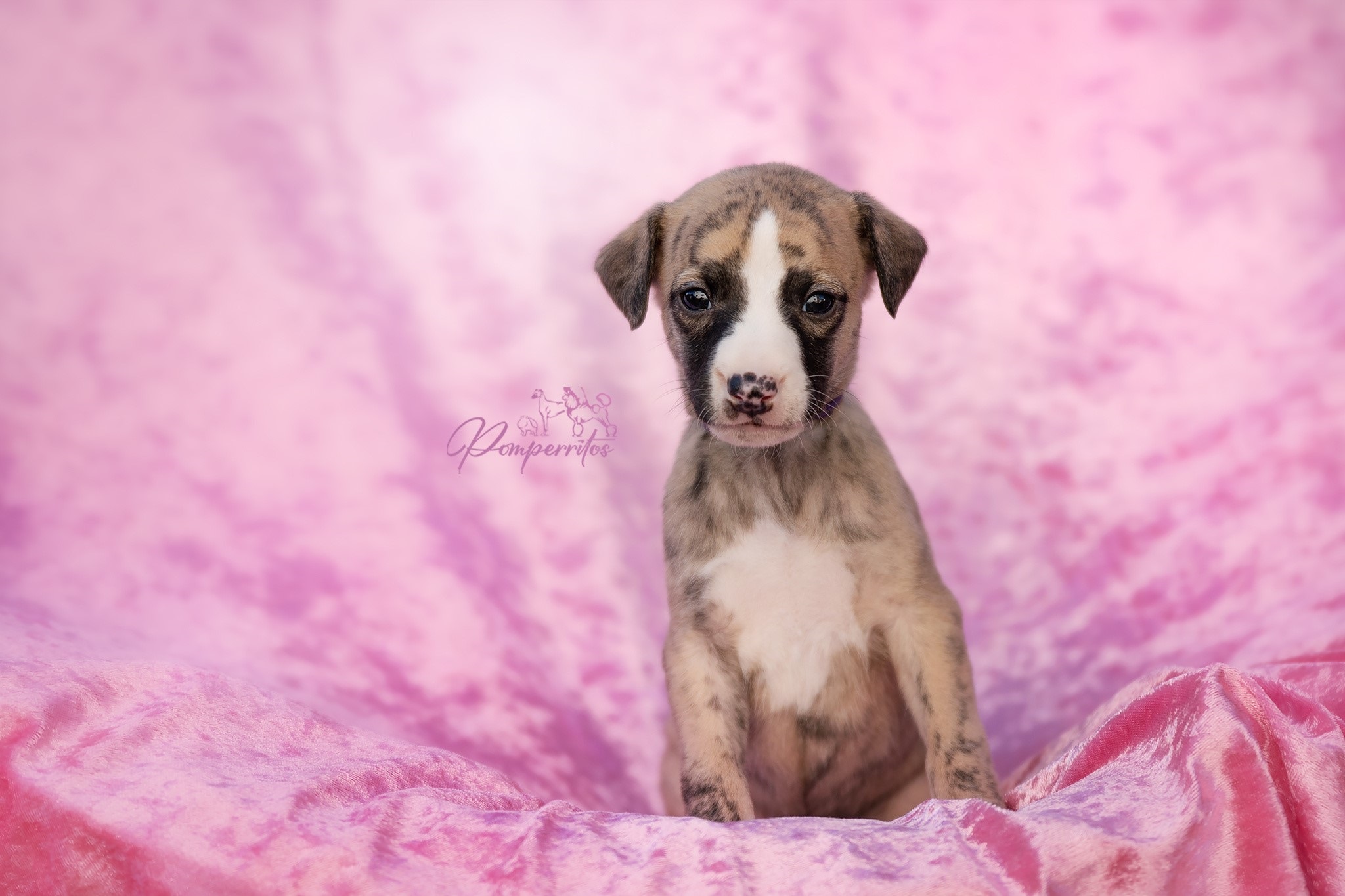 Be My Love Pomperritos