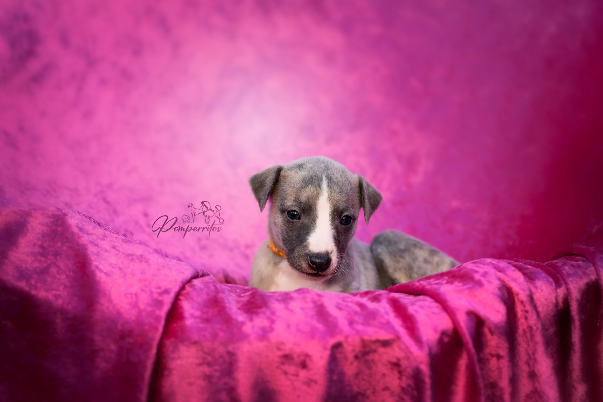 Claire Pomperritos